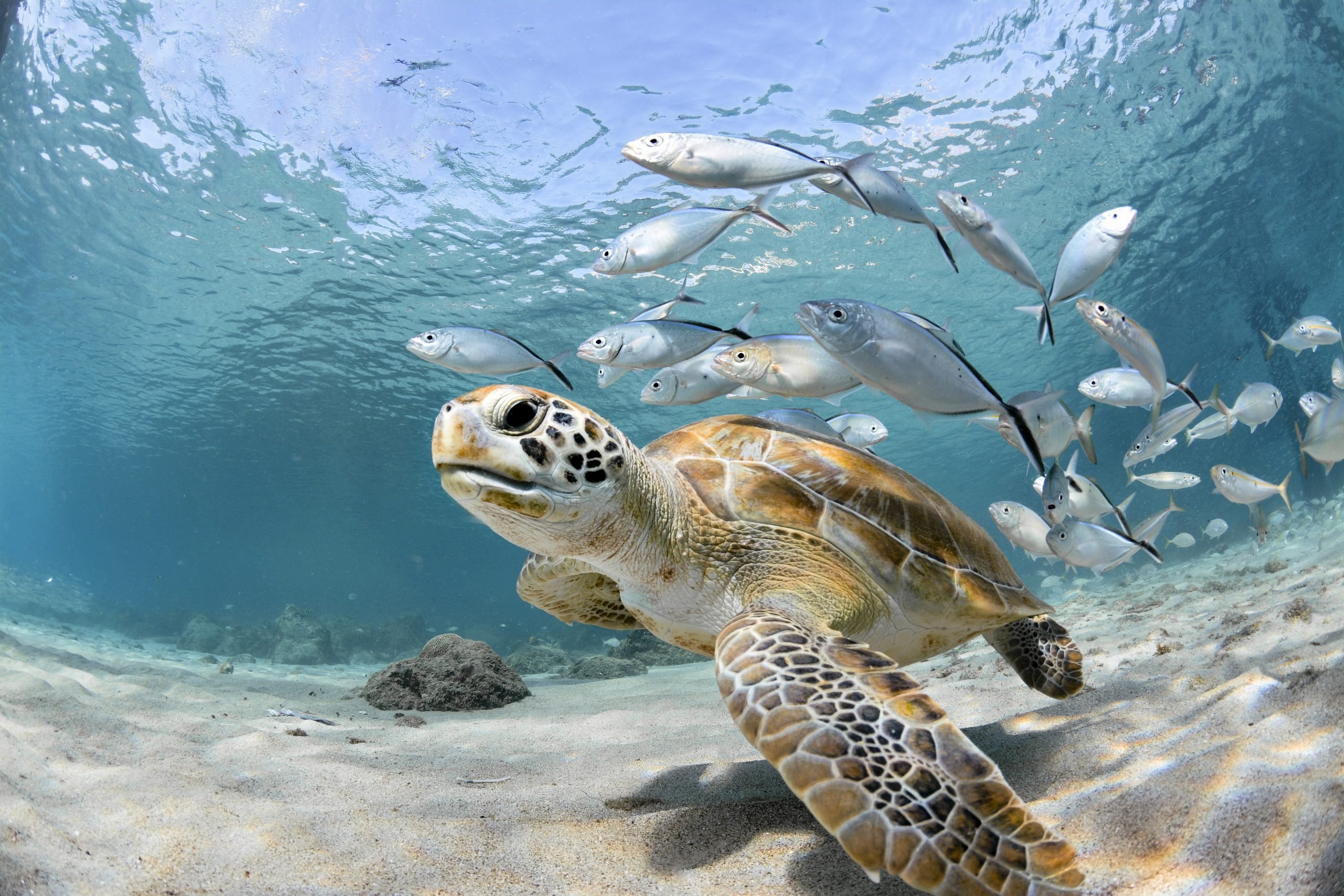 Turtle closeup with school of fish